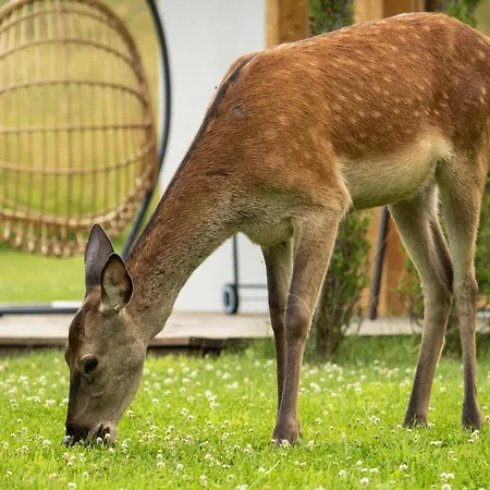 Pod Beskidkiem 샬레 슈차이르크