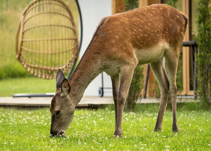 Pod Beskidkiem 木屋 什切尔克